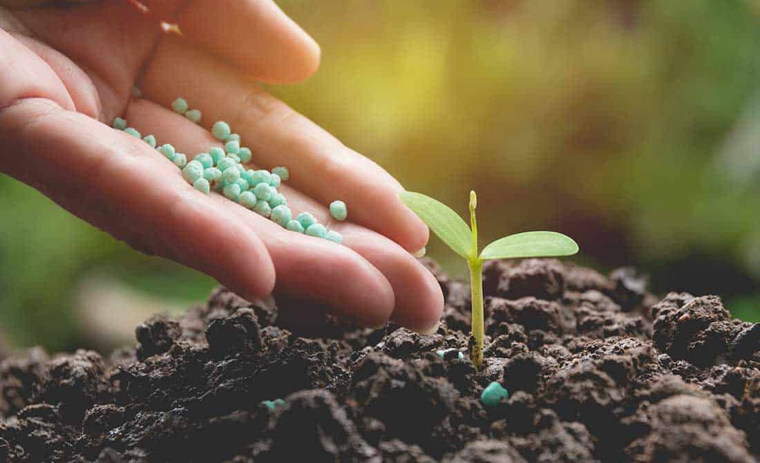 Χέρι εφαρμόζει κοκκώδες λίπασμα στο χώμα σε νεαρό φυτό