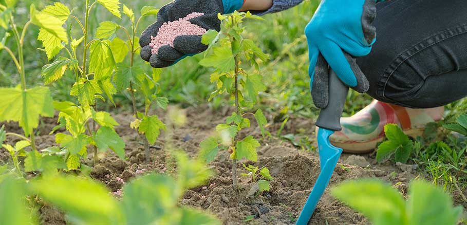 Χέρι γυναίκας κηπουρού ρίχνει λίπασμα σε φυτά