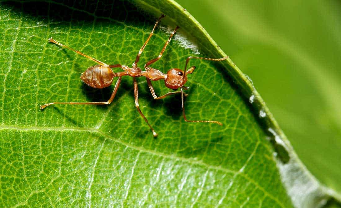 Κοντινή λήψη κόκκινου μυρμηγκιού σε κήπο πάνω σε πράσινο φύλλο