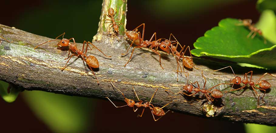 Κόκκινα μυρμήγκια πάνω σε κλαδί. Τα μυρμήγκια κάνουν κακό στα δέντρα έμμεσα