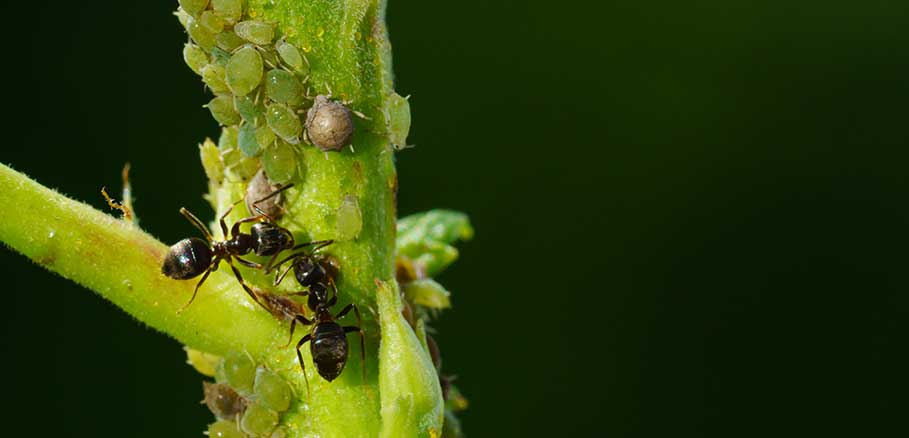Μαύρα μυρμήγκια και αφίδες πάνω σε κλωνάρι. Βασικός λόγος για καταπολέμηση μυρμηγκιών στον κήπο