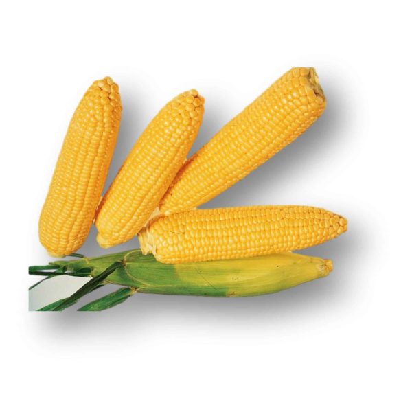 Γλυκό Καλαμπόκι Bonanza F1 | 1 kg