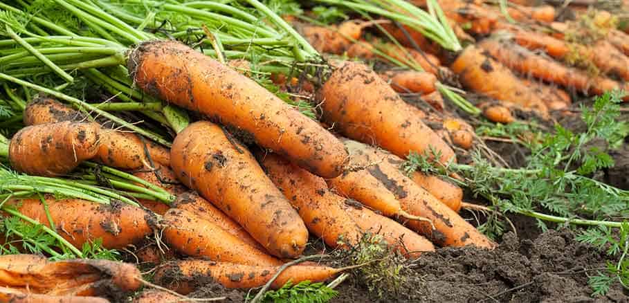 Μεγάλη καλλιέργεια καρότου σε χώμα κήπου