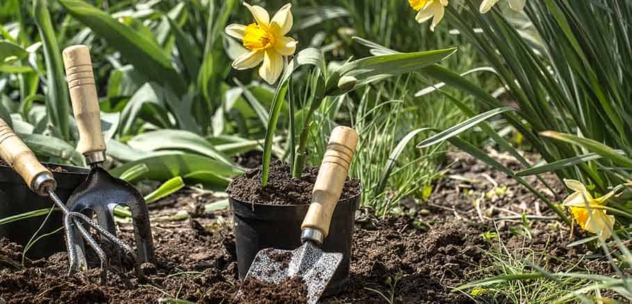 Πράσινα φυτά και εργαλεία κηπουρικής σε έδαφος κήπου