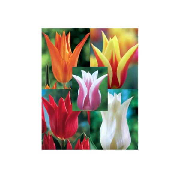Τουλίπα-Lily-Ψαλιδωτή-Βολβός-S125-e-geoprostasia.gr