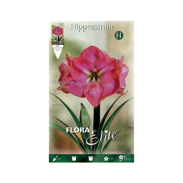 Αμαρυλλίδα-Ροζ-692727-e-geoprostasia.gr