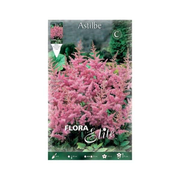 Αστίλβη-Arendsii-Pink-849879-e-geoprostasia.gr
