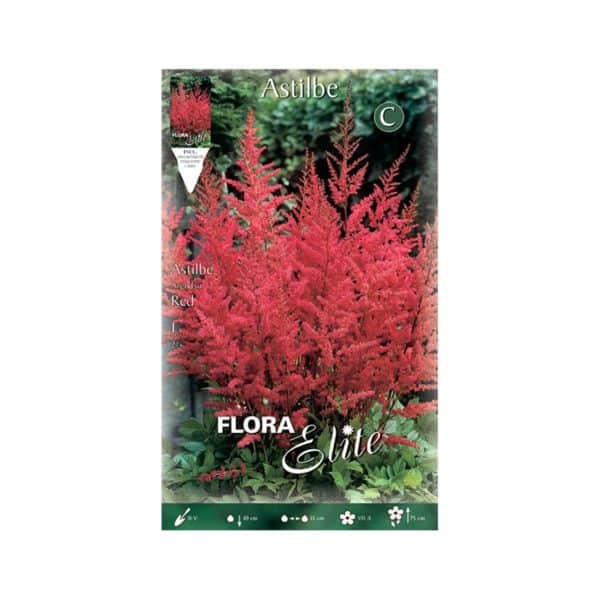 Αστίλβη-Arendsii-Red-849527-e-geoprostasia.gr