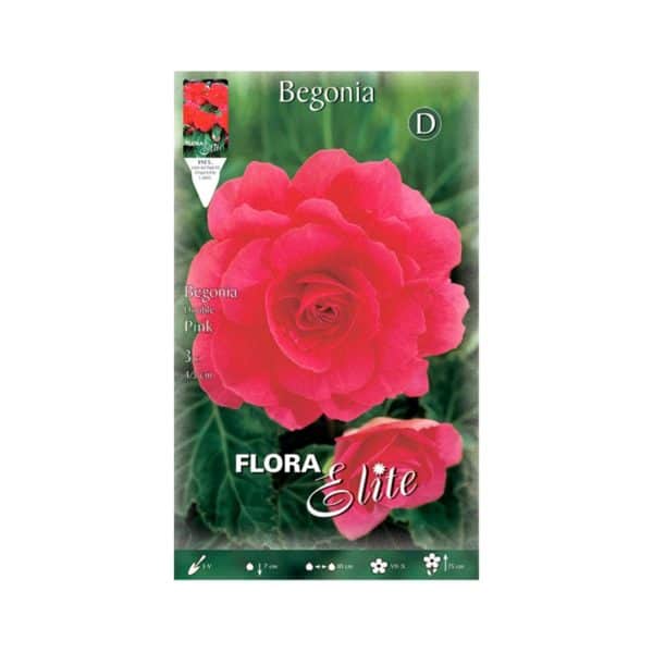 Βιγώνια-Double-Pink-807527-e-geoprostasia.gr