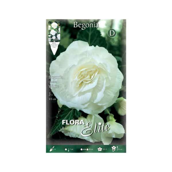 Βιγώνια-Double-White-808920-e-geoprostasia.gr
