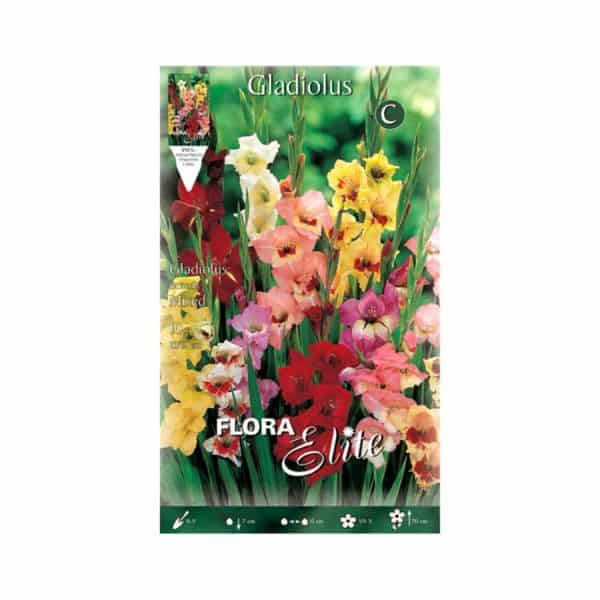 Γλαδιόλα-Butterfly-Mixed-783371-e-geoprostasia.gr