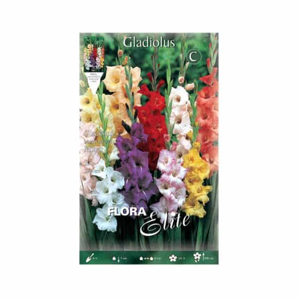 Γλαδιόλα-Large-Flowered-Mixed-763779-e-geoprostasia.gr