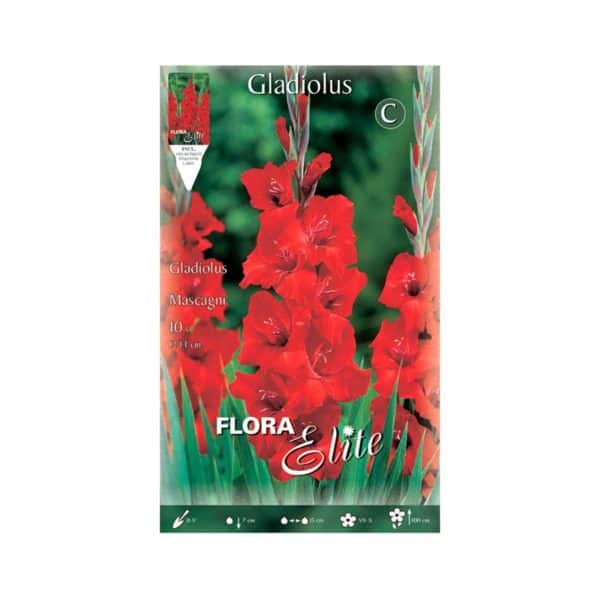 Γλαδιόλα-Mascagni-729478-e-geoprostasia.gr