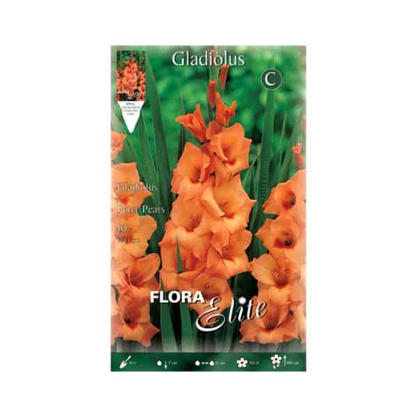Γλαδιόλα-Peter-Pears-739279-e-geoprostasia;gr