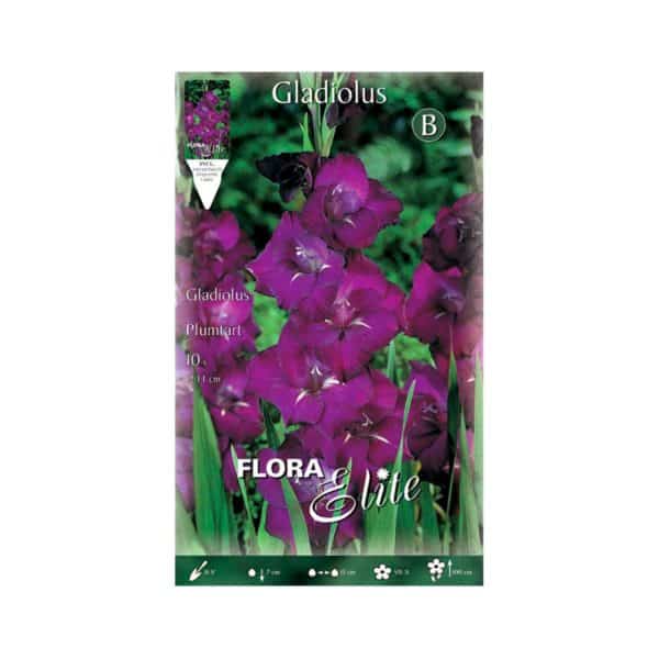 Γλαδιόλα-Plumtart-740046-e-geoprostasia.gr
