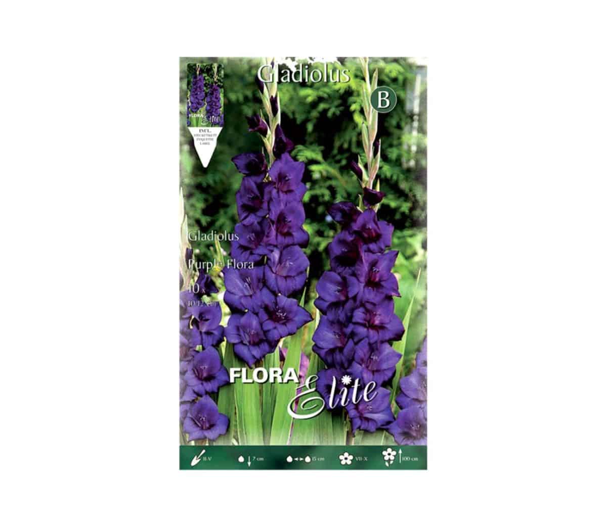Γλαδιόλα-Purple-Flora-785481-e-geoprostasia.gr