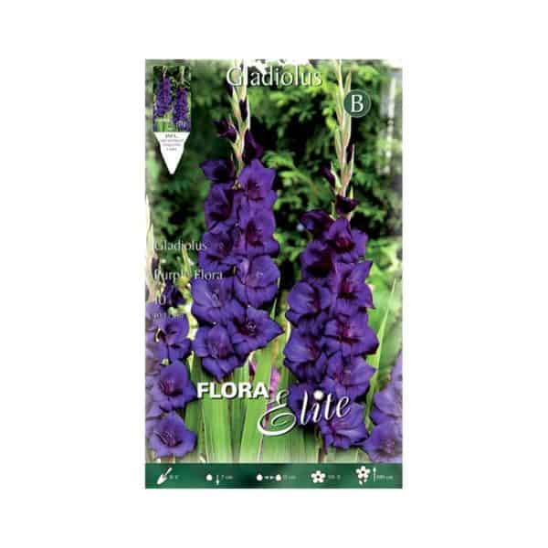 Γλαδιόλα-Purple-Flora-785481-e-geoprostasia.gr