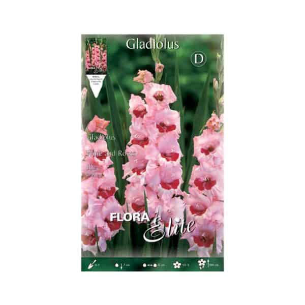 Γλαδιόλα-Wine-&-Roses-517099-e-geoprostasia.gr