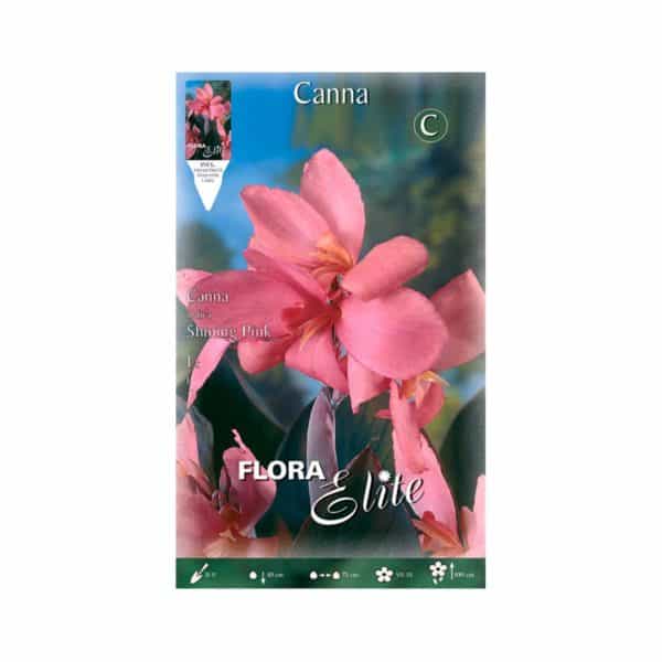 Κάννα-Shining-Pink-787249-e-geoprostasia.gr
