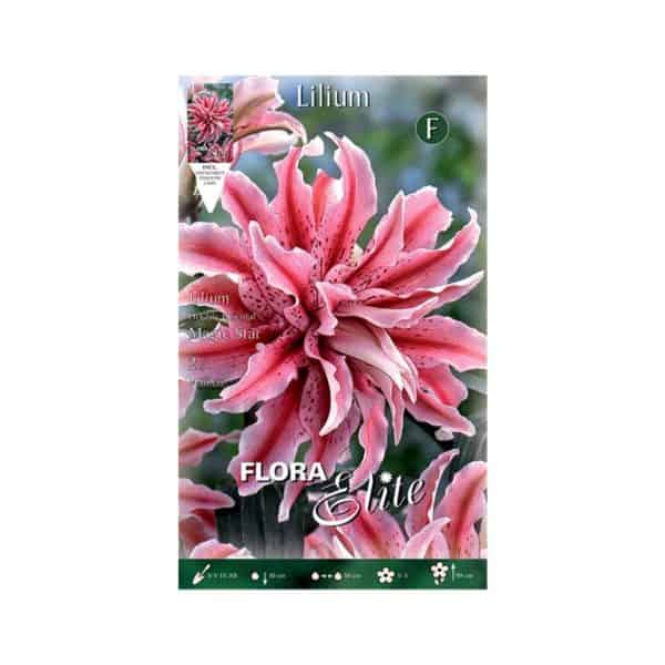 Λίλιουμ-Oriental-Double-Magic-star-786051-e-geoprostasia.gr