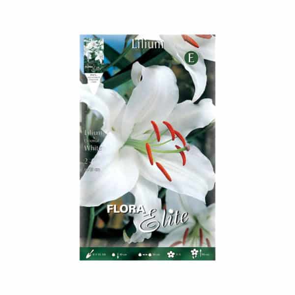 Λίλιουμ-Oriental-White-842382-e-georpostasia.gr