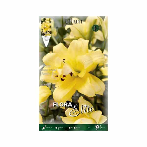 Λίλιουμ-Oriental-Διπλό-Exotic-Sun-805257-e-geoprostasia.gr