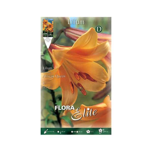 Λίλιουμ-Trumpet-African-Queen-834127-e-geoprostasia.gr