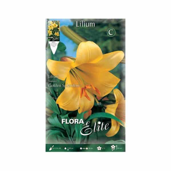 Λίλιουμ-Trumpet-Golden-Splendour-837272-e-geoprostasia.gr