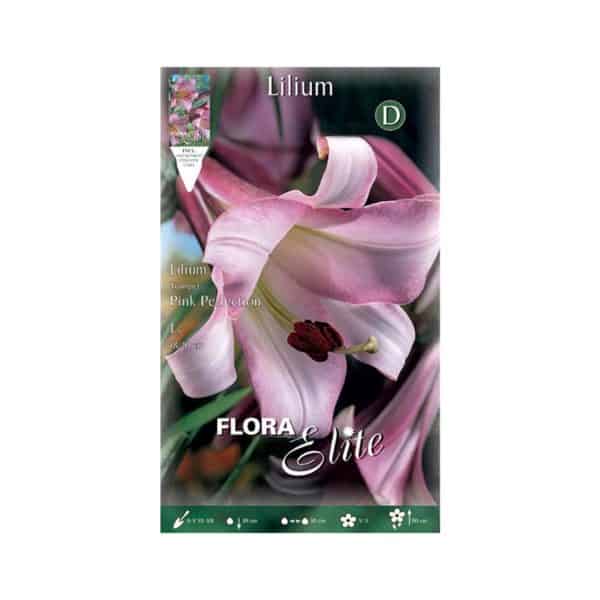 Λίλιουμ-Trumpet-Pink-Perfektion-838323-e-geoprostasia.gr