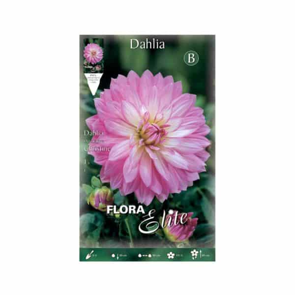 Ντάλια-Christine-613623-e-geoprostasia.gr