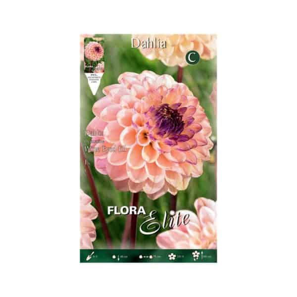 Ντάλια-Wine-Eyed-Jill-788123-e-geoprostasia.gr