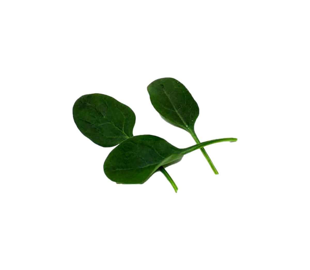 Σπανάκι-Baby-Leaf-10gr-e-geoprostasia.gr