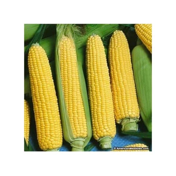 Γλυκό-καλαμπόκι-Gusta-F1-1kg-e-geoprostasia.gr