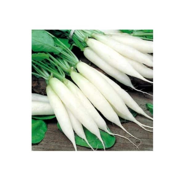 Ραπάνι-Μακρύ-Άσπρο-Icicle-500gr-e-geprostasia.gr