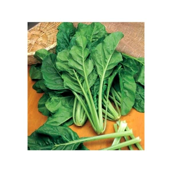 Σέσκουλο-Liscia-verde-da-taglio-500gr-e-geoprostasia.gr