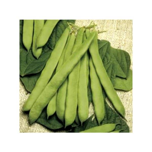 Φασόλι-Cannellino-Lingot-e-geoprostasia.gr