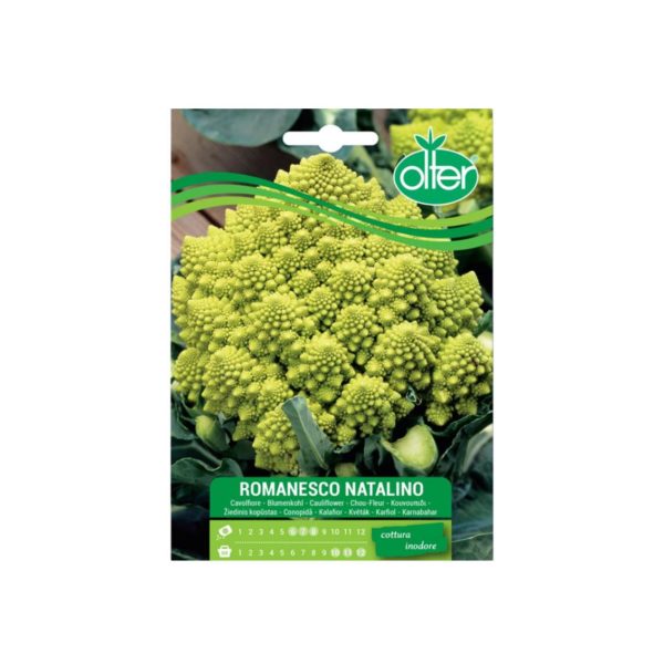 Κουνουπίδι-Romanesco-Natalino-Σπόρος-e-geoprostasia.gr