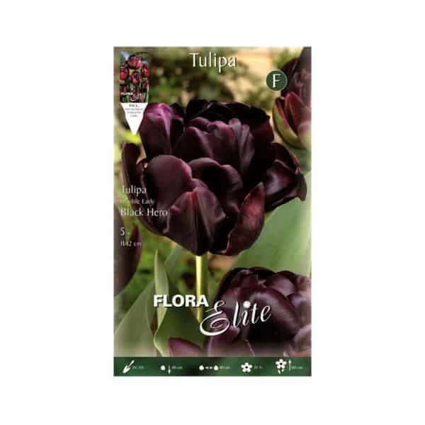 Τουλίπα Black Hero Φάκελος 789069-e-geoprostasia.gr