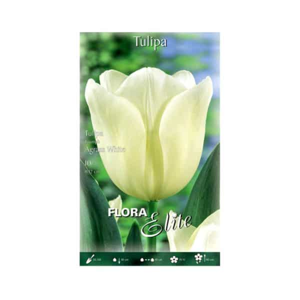 Τουλίπα Triumph Agrass White Φάκελος 817946-e-geoprostasia.gr