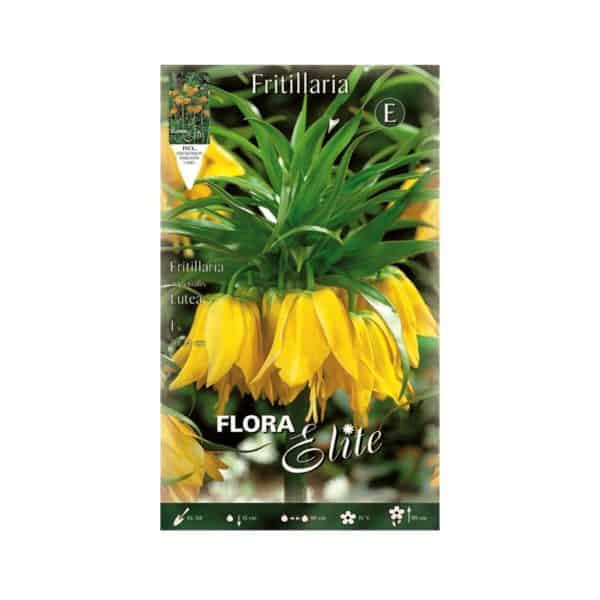 Φριτιλλάρια Lutea Φάκελος 457807-e-geoprostasia.gr