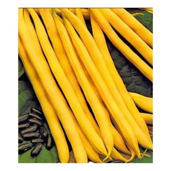Φασόλι Καναρινί Nano Supernano Giallo | 2kg