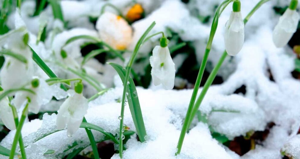 Προστασία των φυτών από το κρύο το χειμώνα
