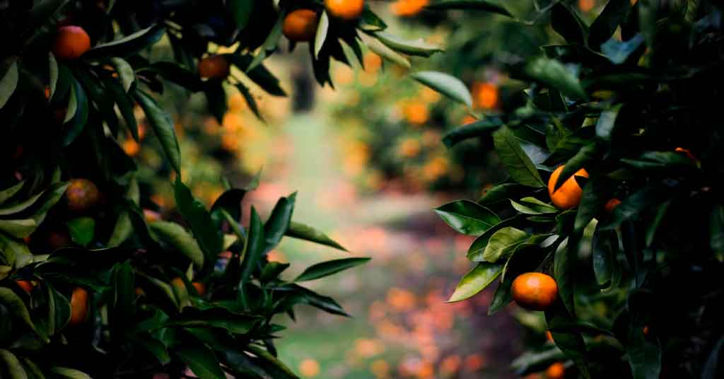 Ιδανικές συνθήκες καλλιέργειας εσπεριδοειδών