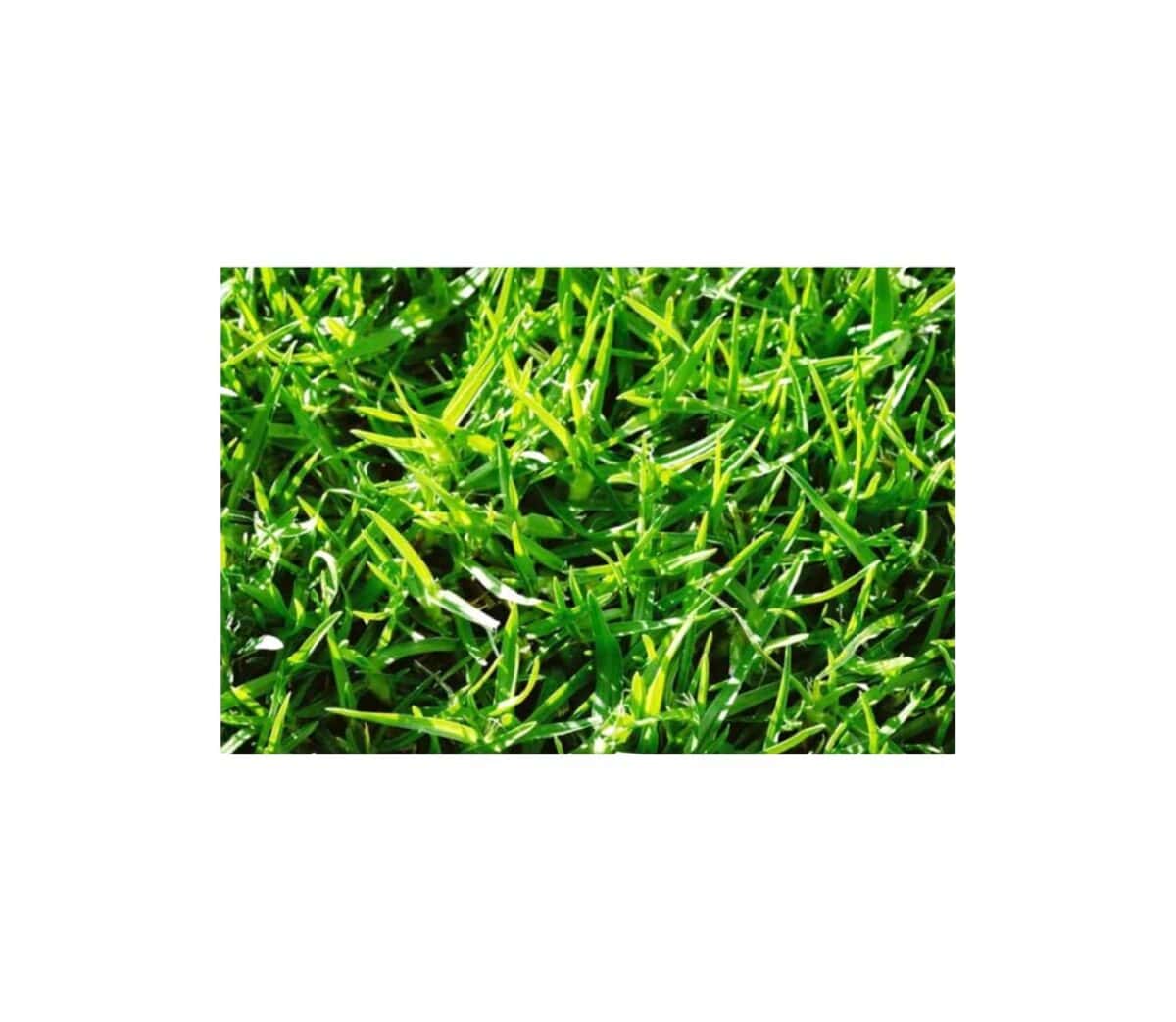 Σπόρος Γκαζόν KIKUYU | 1kg